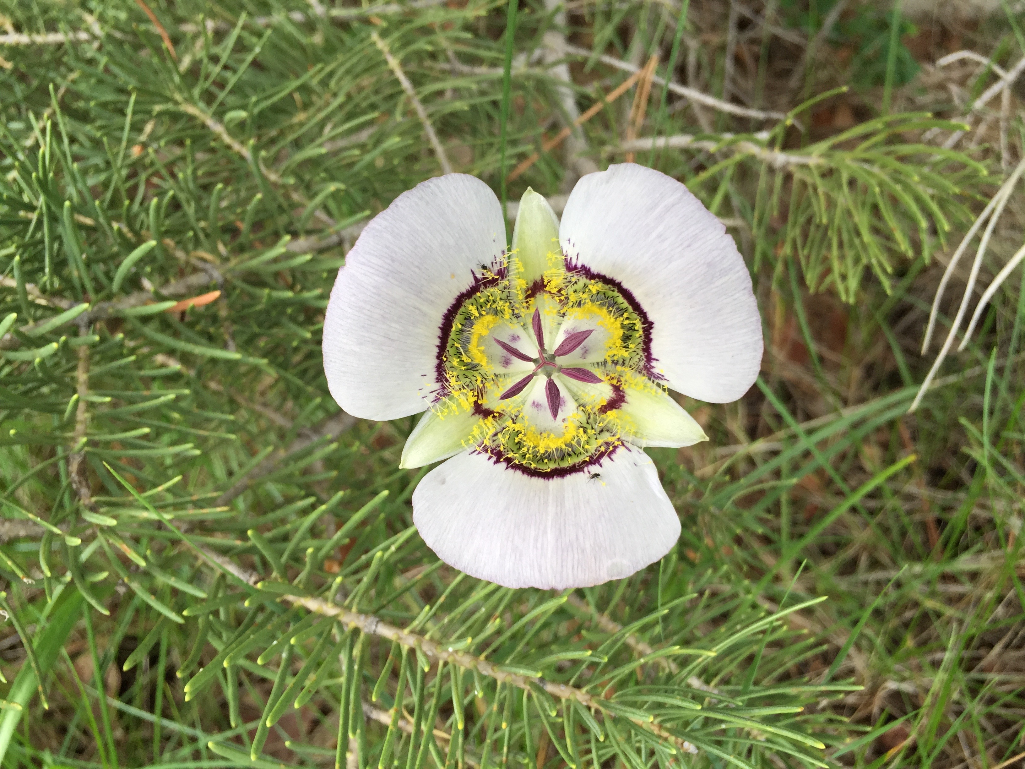 Sego Lily